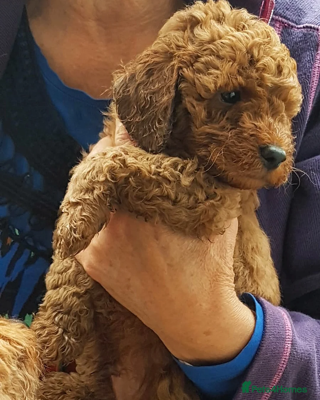 Miniature Poodle dogs for stud: Red KC registered miniature poodle - Health tested in Livingston - Advert 9