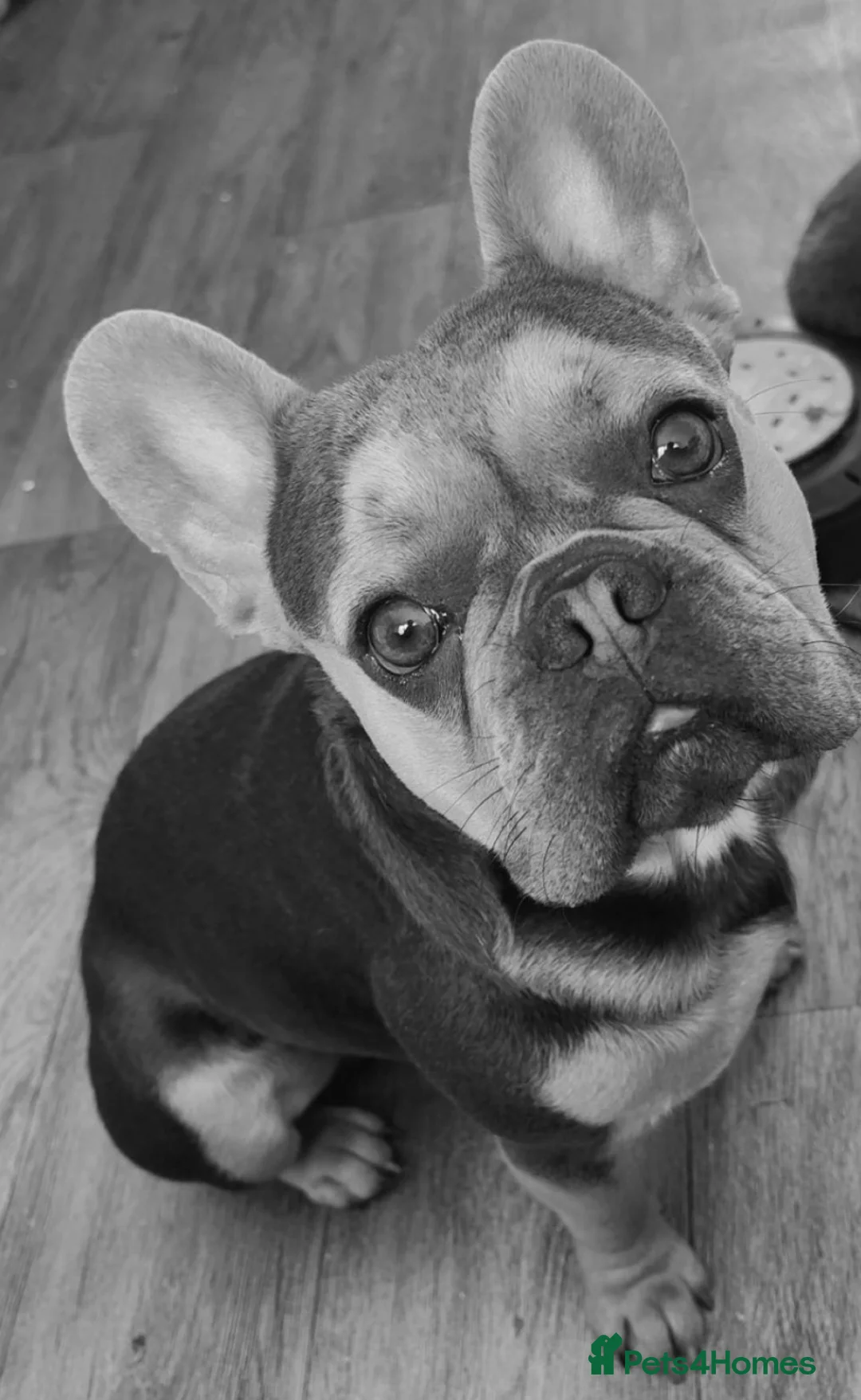 French Bulldog dogs for sale: Male French bulldog - Advert 2