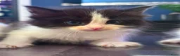 Ragdoll cats for sale: ✨Beautiful Ragdoll Kittens✨ - Advert 12