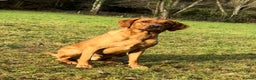 Labrador Retriever dogs for stud: STUNNING KC DARK FOX RED WORKING LABRADOR STUD DOG - Advert 1