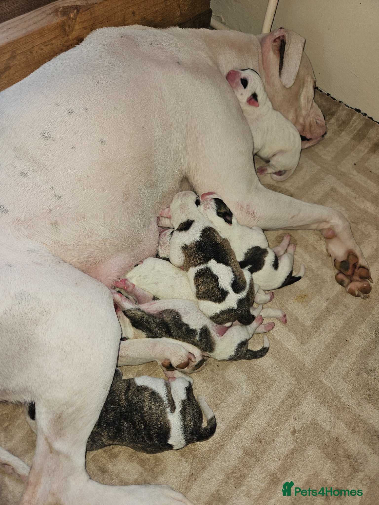 American Bulldog dogs for sale: American bulldog puppies  in Walsall - Advert 2