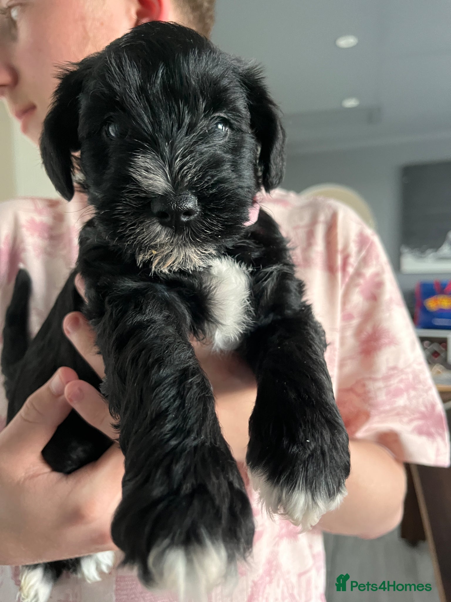 Miniature Schnauzer dogs Stunning KC reg black miniature schnauzer puppies - Advert 2