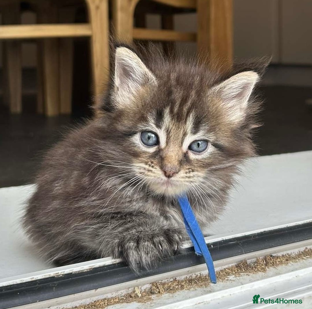 Maine Coon cats for sale: MAINE COON KITTENS SOME POLYDACTYL  - Image 26