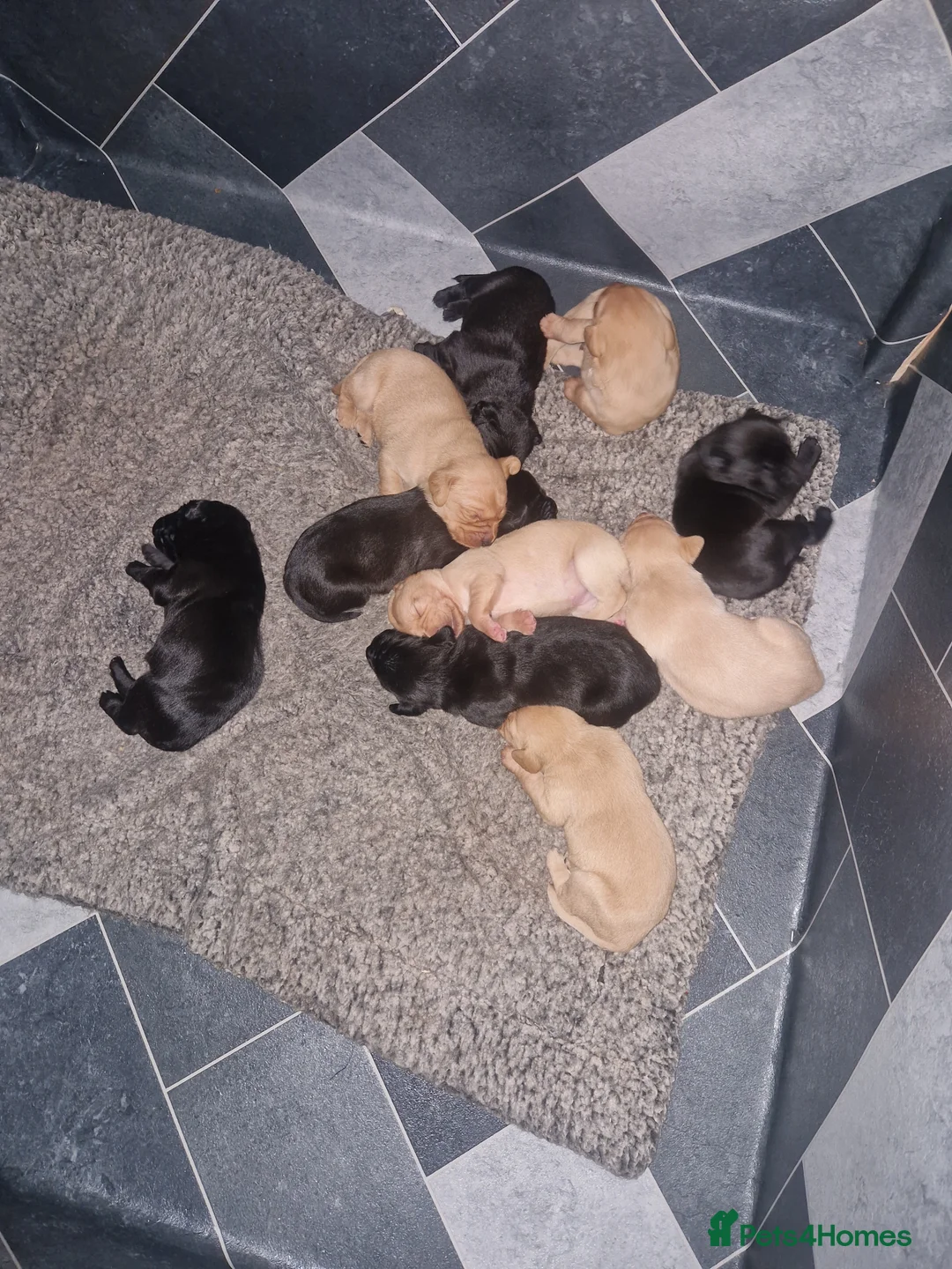 Labrador Retriever dogs for sale: Labrador puppies  - Advert 6