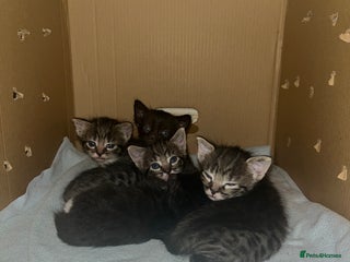 Bengal cats - Advert 13