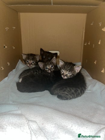 Bengal cats - Advert 14