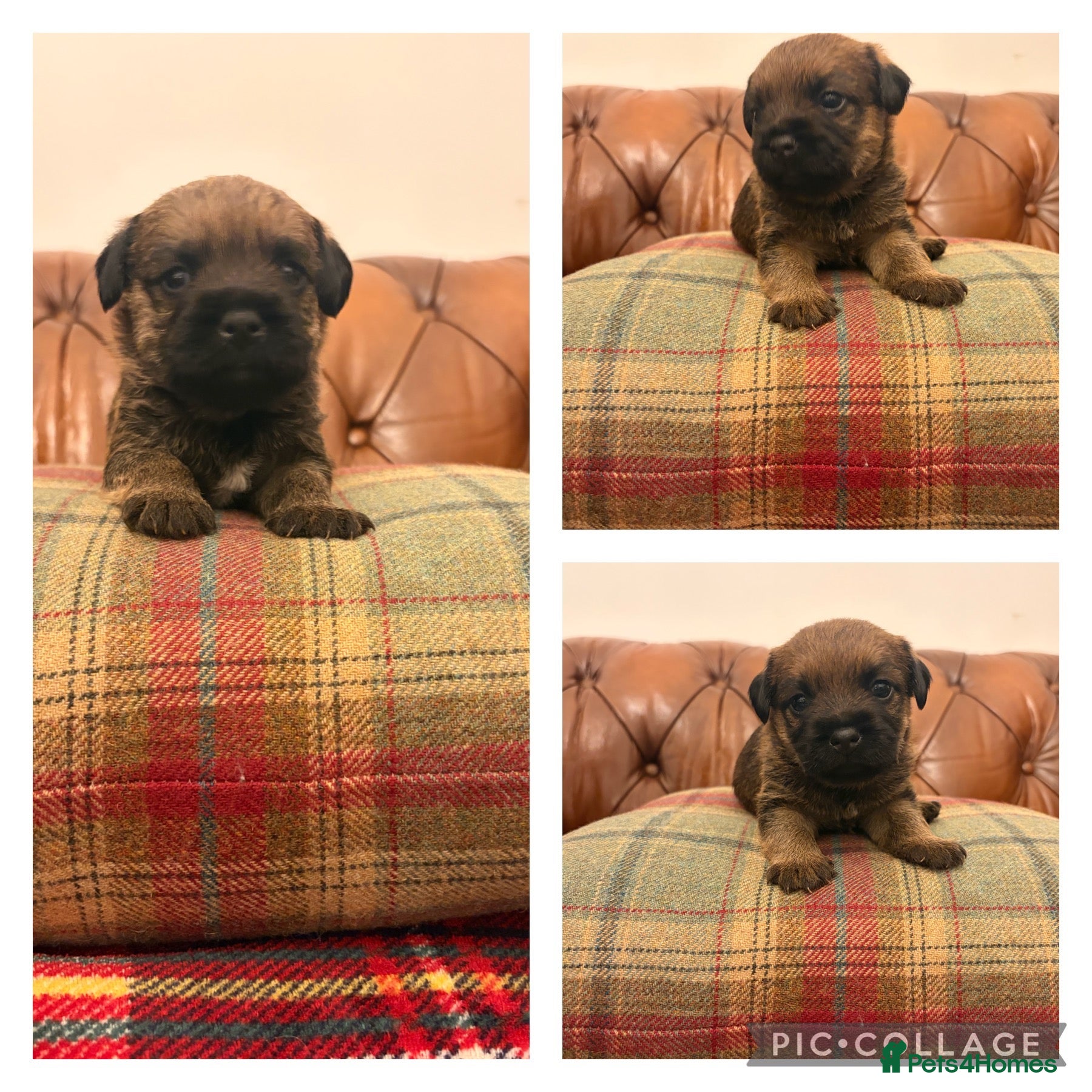 Border Terrier dogs 1 Boy available Border Terrier Puppies  - Advert 8