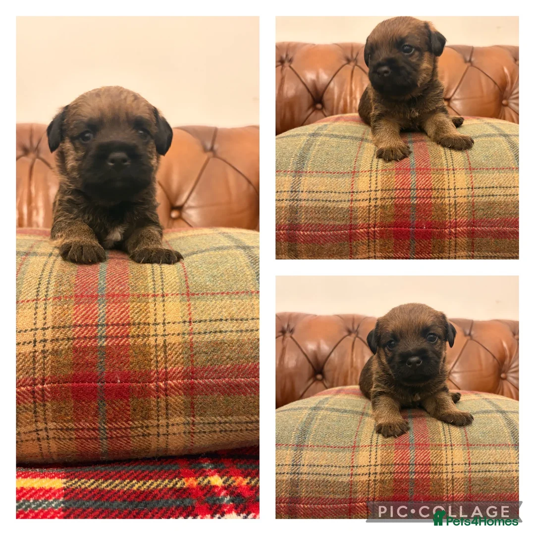 Border Terrier dogs for sale: 1 Boy available Border Terrier Puppies  in Whitchurch - Advert 1