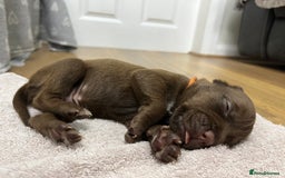 American Bull Staffy dogs for sale: Staffy Bull Puppies - Image 18