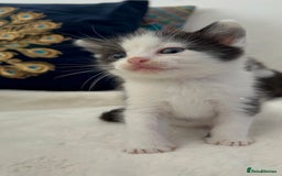 Domestic Shorthair cats for sale: Beautiful 5 tuxedo kittens available for new home. - Image 17