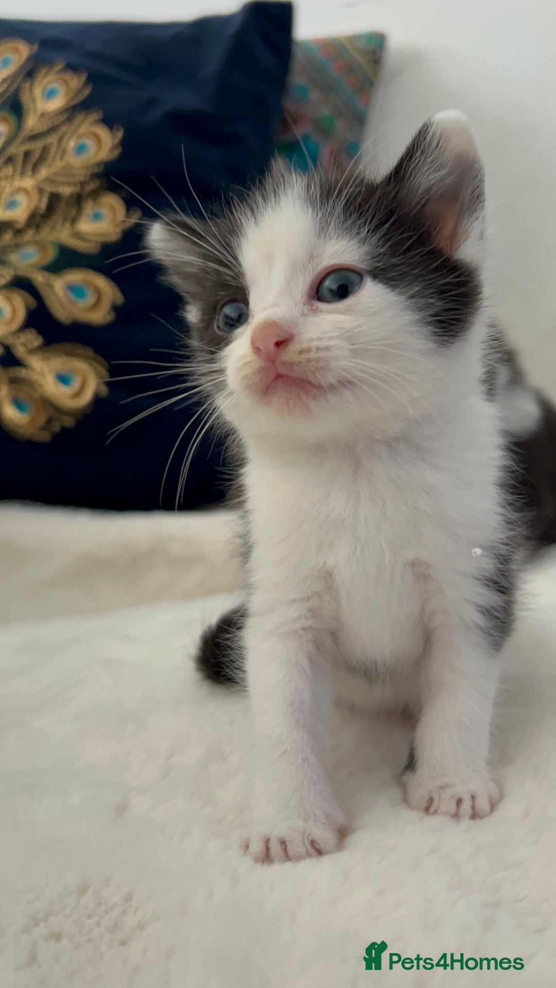 Domestic Shorthair cats for sale: Beautiful 5 tuxedo kittens available for new home. - Image 17