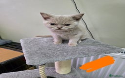British Shorthair cats for sale: Beautiful British shorthair kittens - Image 40