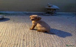 Labrador Retriever dogs for sale: KC Registered Labrador Puppies - Image 8