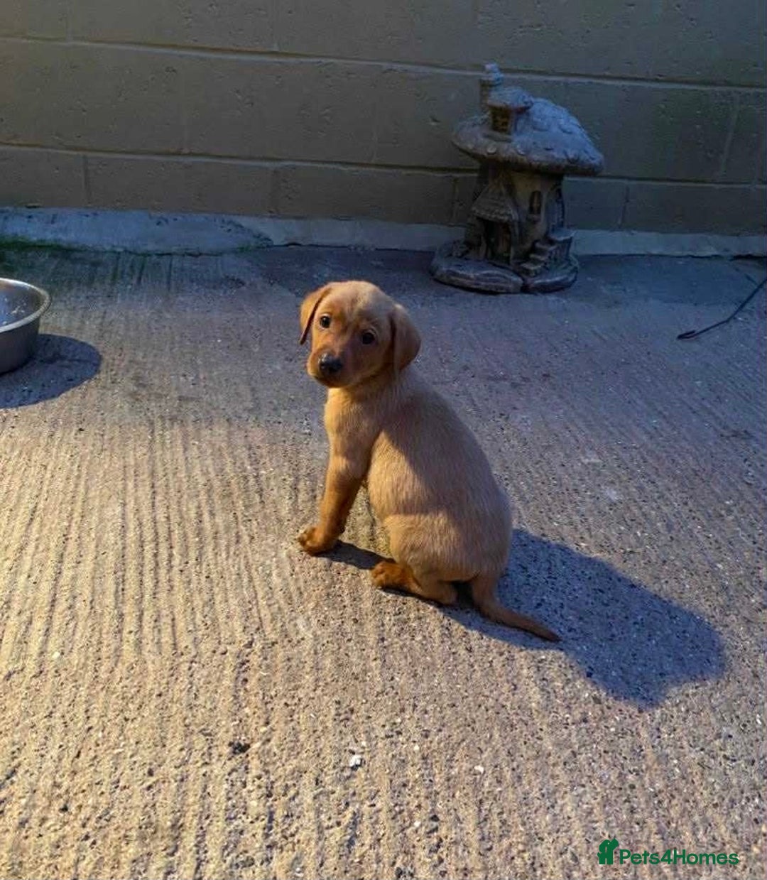 Labrador Retriever dogs for sale: KC Registered Labrador Puppies - Image 8