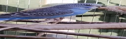 Budgerigars birds for sale: Baby budgies, easily tamed  - Advert 14