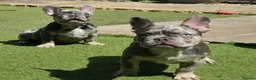 French Bulldog dogs for sale: REDUCED Stunning French Bulldog Pups  - Advert 11