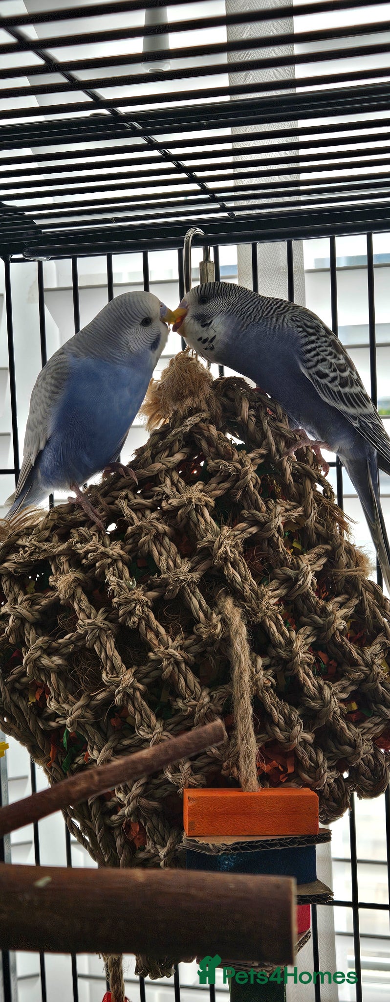 Budgerigars birds 2 x budgies around 12 to 15 weeks old - Advert 7