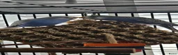 Budgerigars birds for sale: 2 x budgies around 12 to 15 weeks old - Advert 1