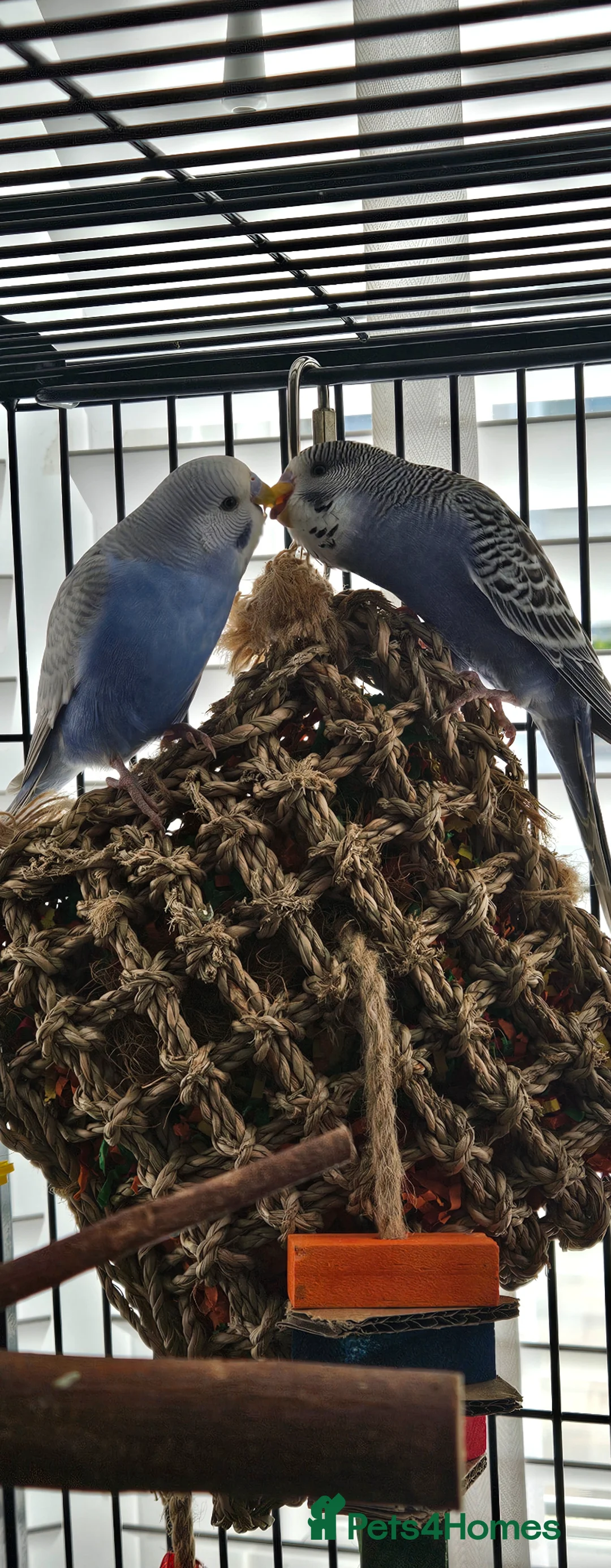 Budgerigars birds for sale: 2 x budgies around 12 to 15 weeks old - Advert 1