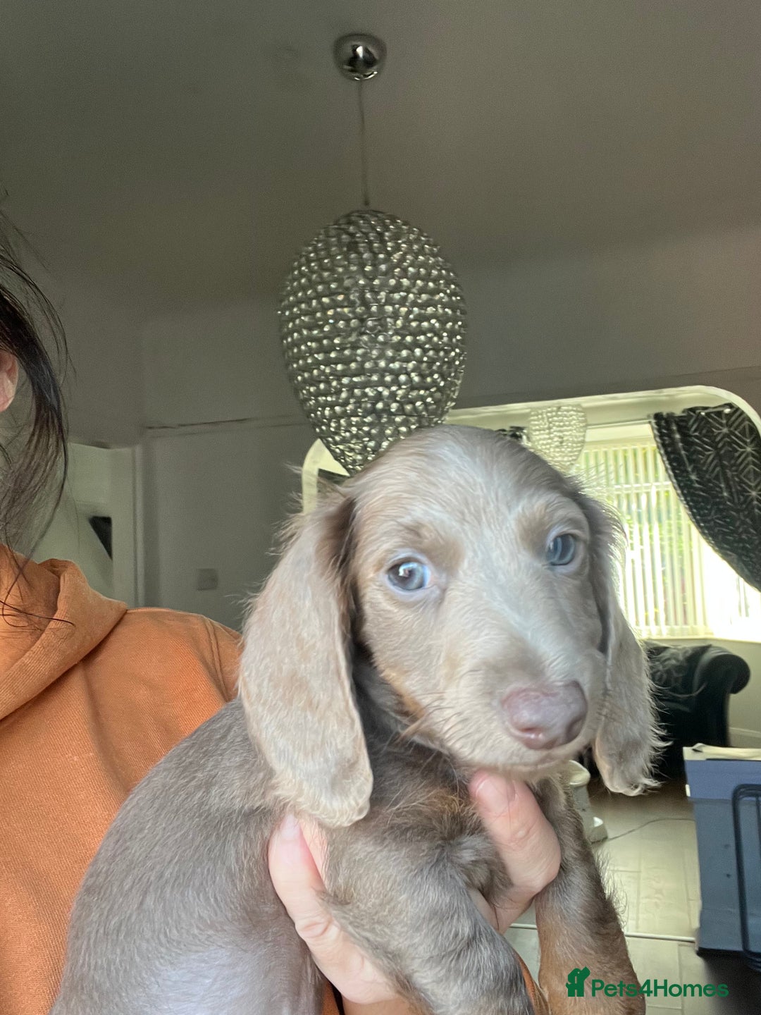 Miniature Dachshund dogs for sale: REDUCED KC miniature dachshunds READY TO LEAVE  - Image 9