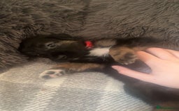 Mixed Breed dogs for sale: German Shepherd x Collie Mix Puppies for sale - Image 9