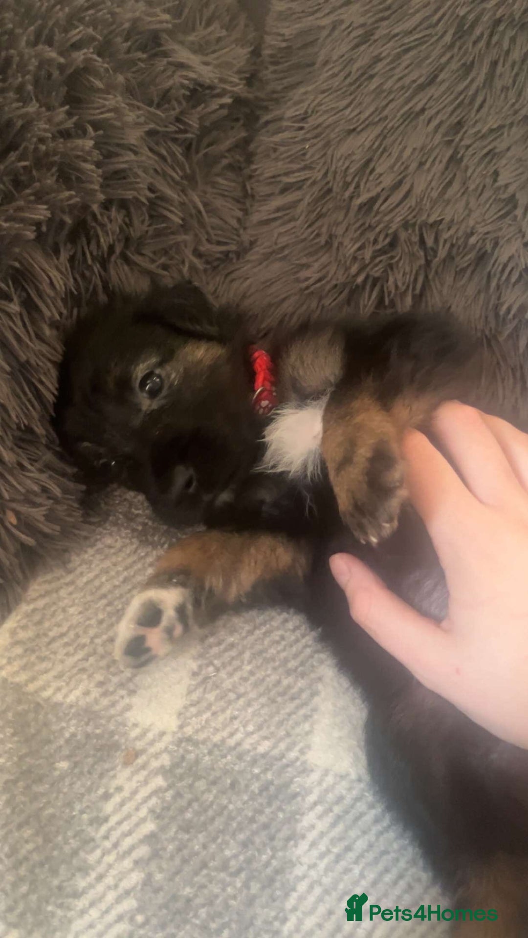 Mixed Breed dogs for sale: German Shepherd x Collie Mix Puppies for sale - Image 9