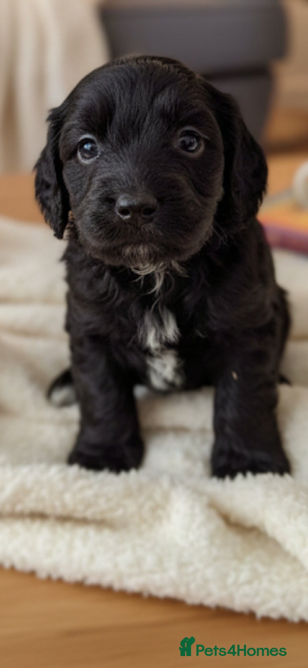 Cockapoo dogs for sale: Gorgeous cockapoo puppies available  - Advert 3