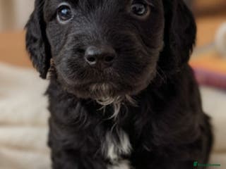 Cockapoo dogs Gorgeous cockapoo puppies available - Advert 1