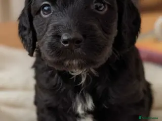 Cockapoo dogs Gorgeous cockapoo puppies available - Advert 18