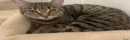 Bengal cats for sale: Luna is looking for a loving forever home  - Advert 2