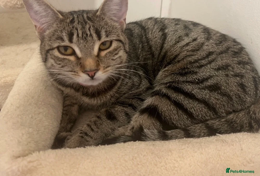 Bengal cats for sale: Luna is looking for a loving forever home  - Advert 2