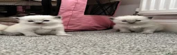 Ragdoll cats for sale: Pure blue point ragdolls  - Advert 34