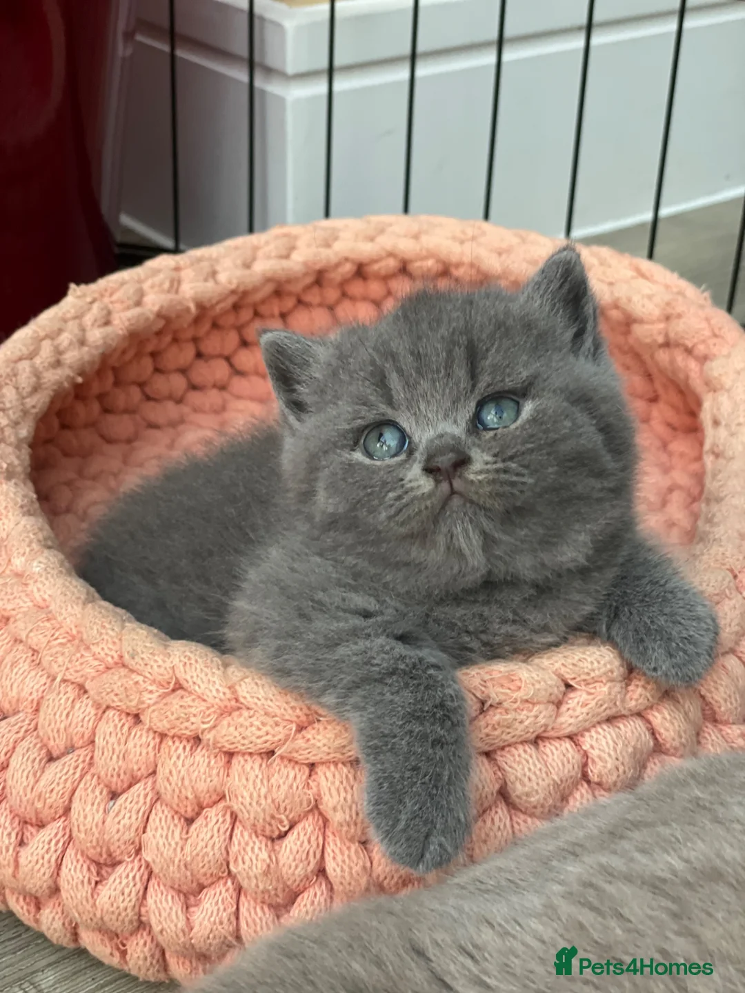 British Shorthair cats for sale: Champion Bloodline British shorthair kittens - Advert 2