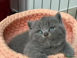 British Shorthair cats Champion Bloodline British shorthair kittens - Advert 1