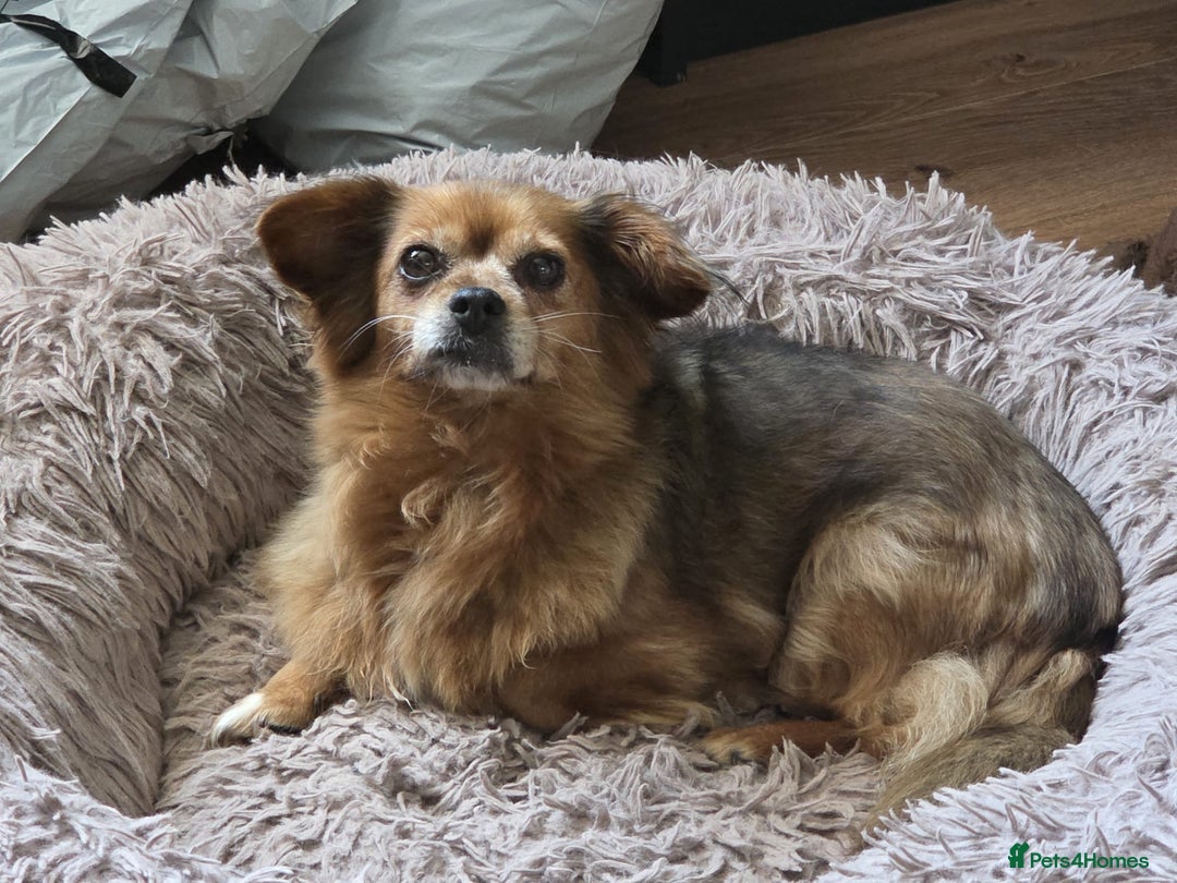 Mixed Breed dogs for adoption: 💕Suzi  - Image 2
