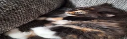 Mixed Breed cats for sale: Beautiful kittens 😻 ready for a new home  - Advert 5