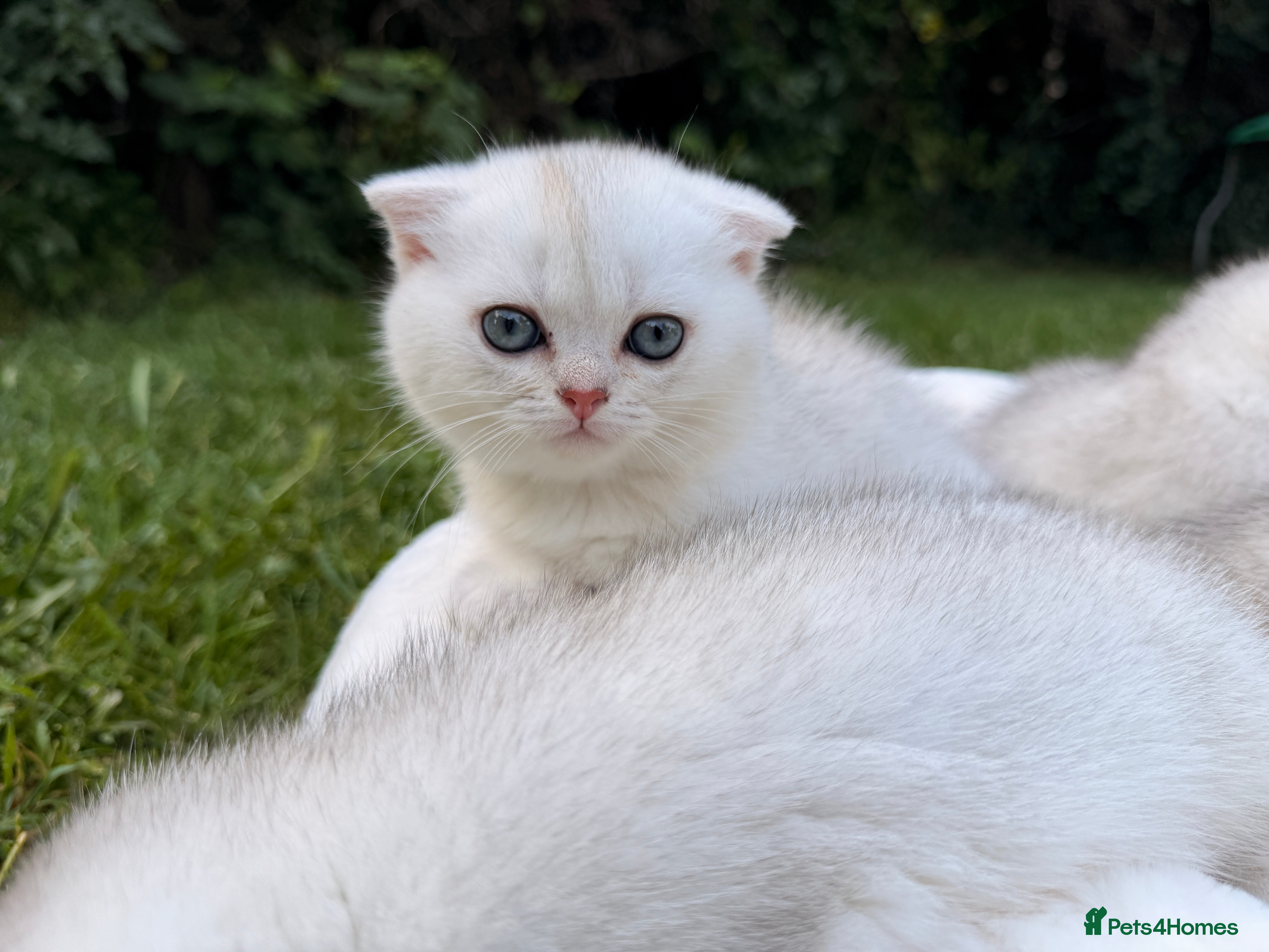 Scottish Fold cats for sale: Rare White Scottish Fold Kittens With Blue Eyes🩵 - Advert 9