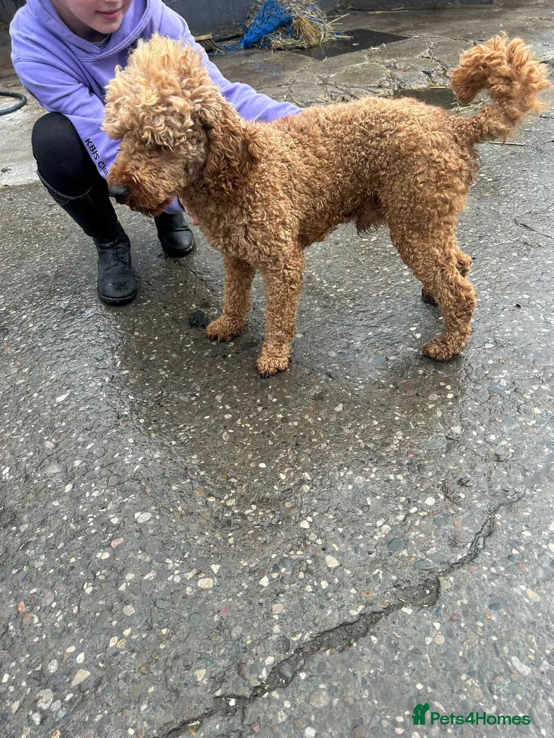 Cockapoo dogs for sale: Beautiful health tested F1 cockapoos - Advert 13