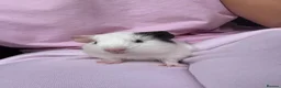 Guinea Pig rodents for sale: Really friendly bonded baby boys available  - Advert 4