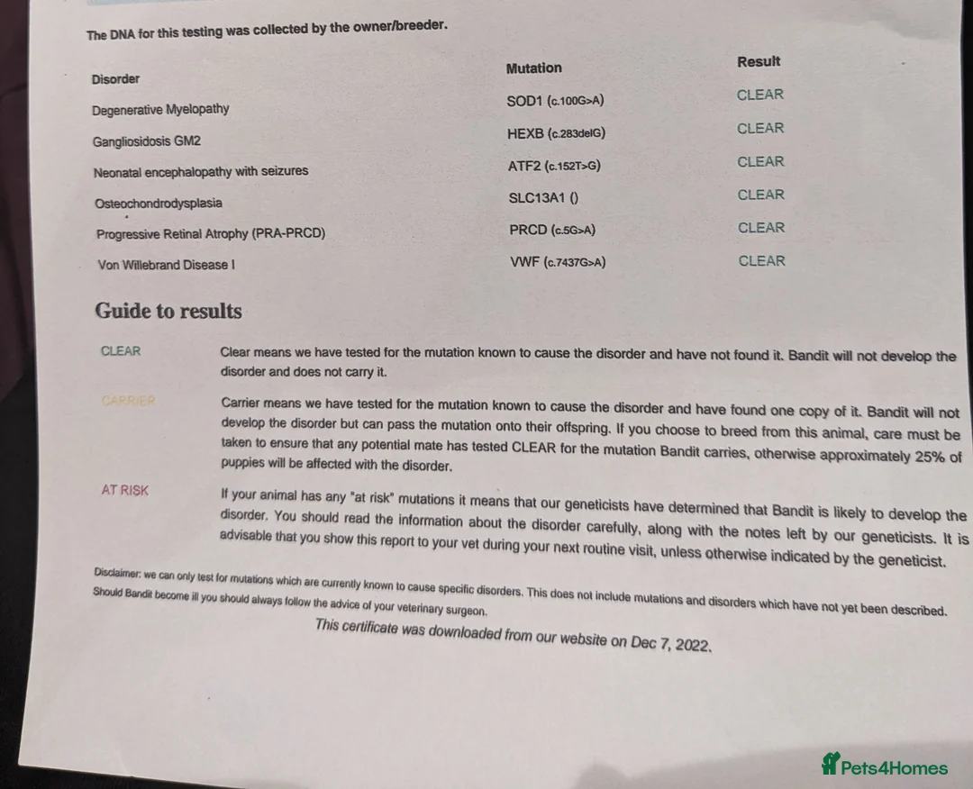 Miniature Poodle dogs for stud: Phantom miniature poodle in Canterbury - Advert 7