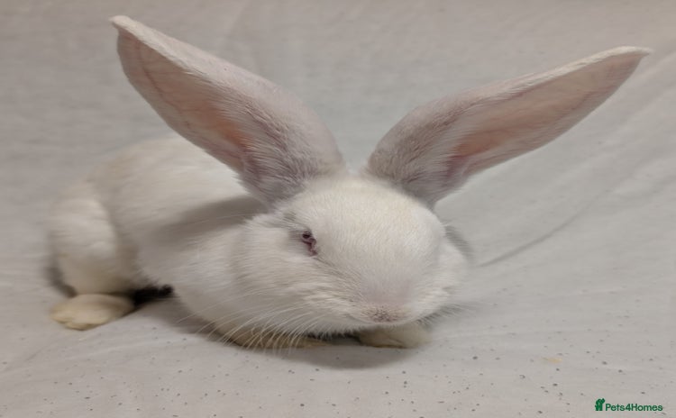Mixed Breed rabbits - Advert 1