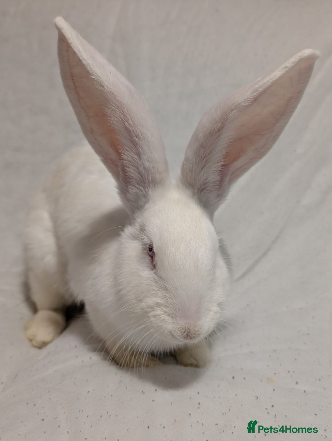 Mixed Breed rabbits for sale: New seller of rabbits - Image 1