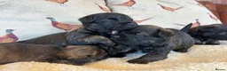 Mixed Breed dogs for sale: Cairn x Patterdale  - Advert 9