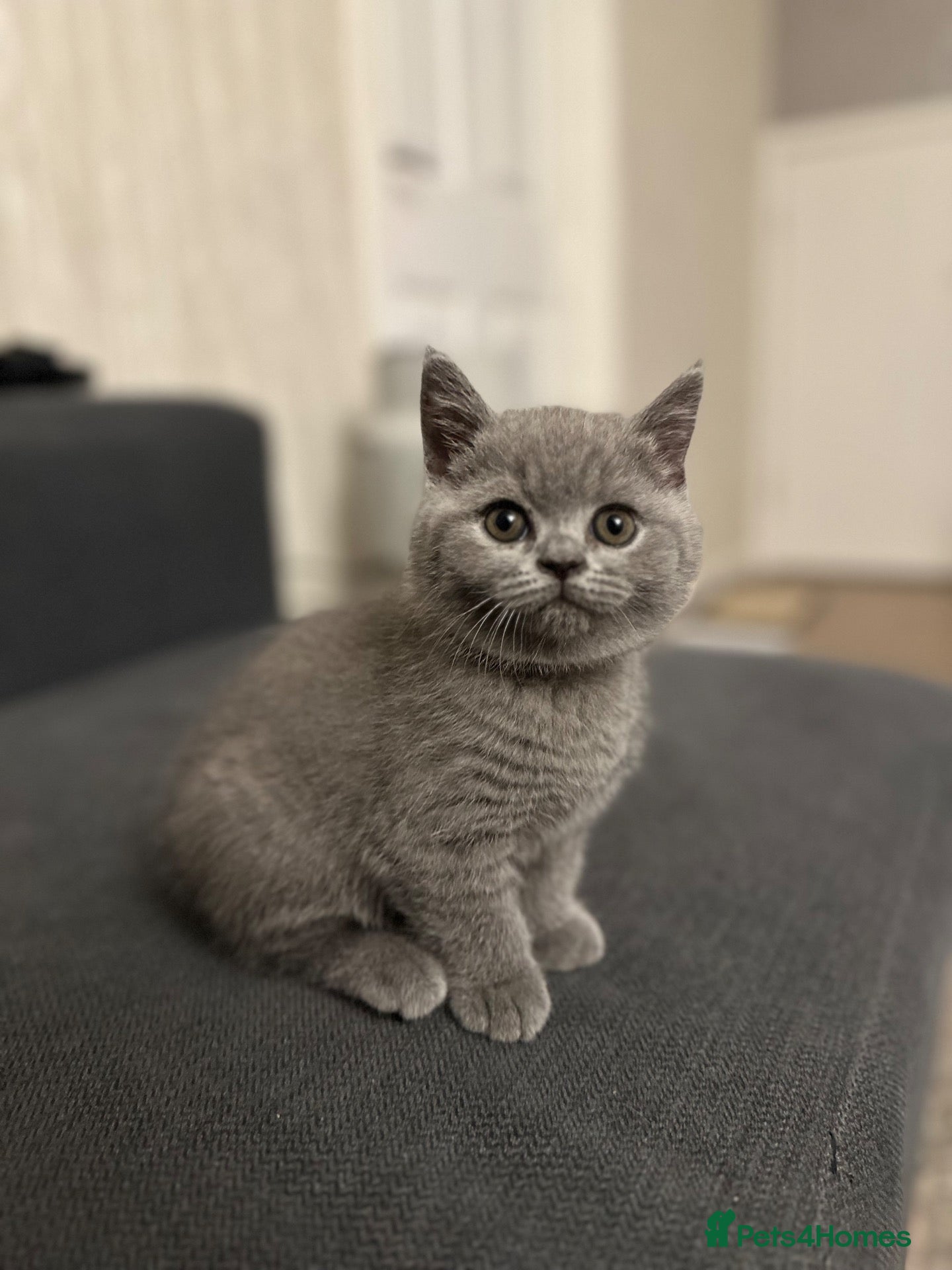 British Shorthair cats GCCF Registered Blue British Shorthair Kittens - Advert 1