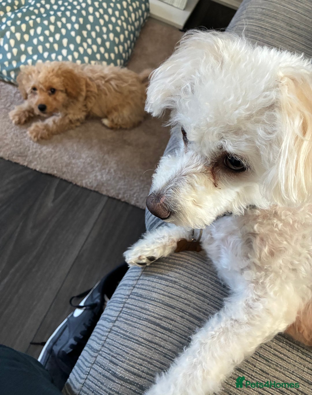 Maltipoo dogs for sale: Beautiful maltipoo left for sale  - Image 3