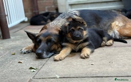 German Shepherd dogs for sale: German shepherd  - Image 8