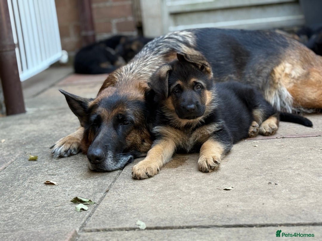 German Shepherd dogs for sale: German shepherd  - Image 8