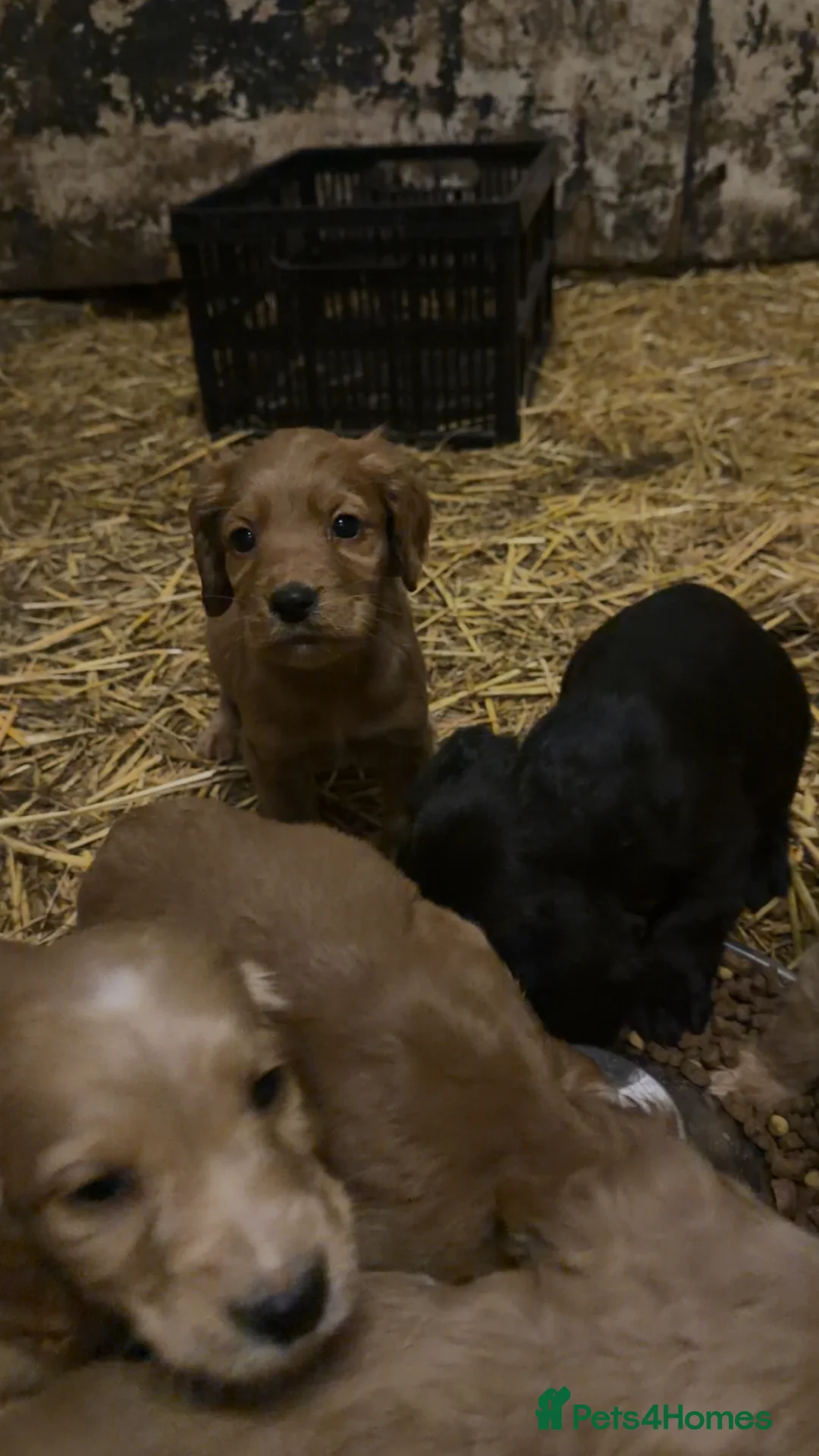 Cocker Spaniel dogs for sale: Working cocker spaniel puppies  - Advert 5