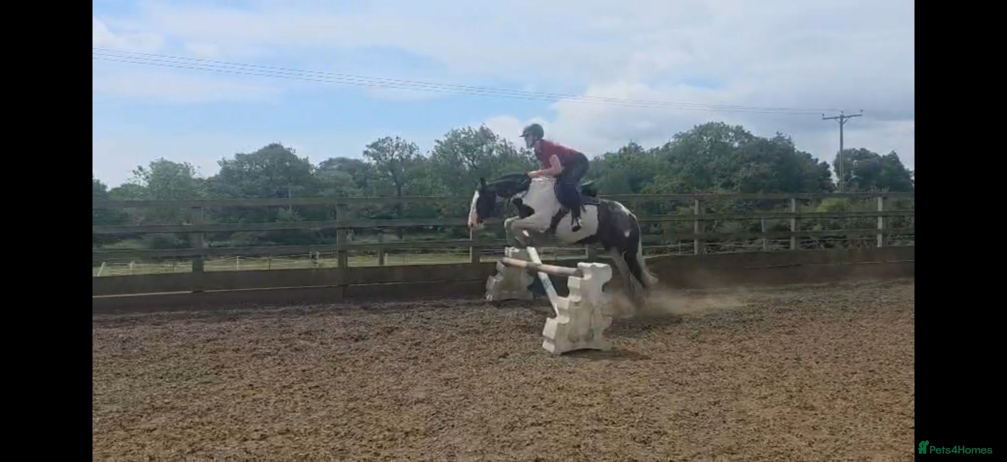 Irish Cob horses Gracie - Advert 2