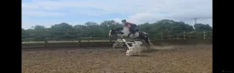 Irish Cob horses for sale: Gracie in Sheffield - Advert 1